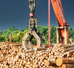 Deconstructive Manufacturing begins when a tree is felled.